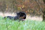 ROTTWEILER 433